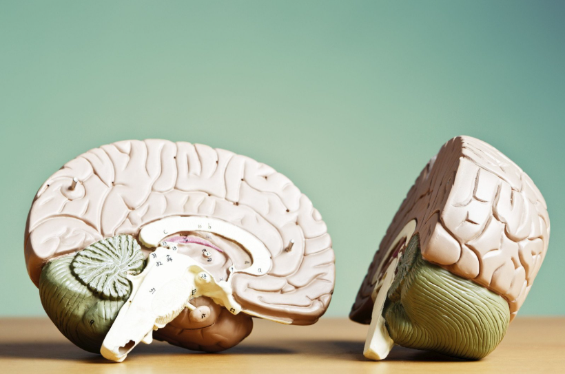 Brain model - functional neurology