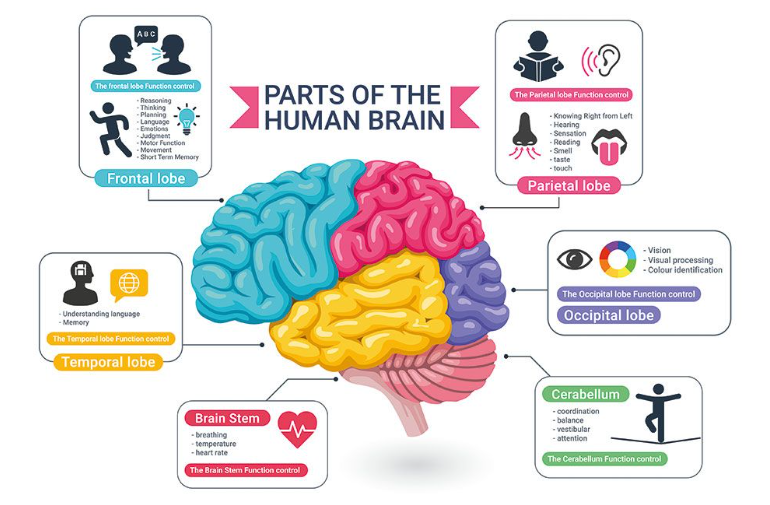 Diagram of the parts of the human brain: frontal, parietal, temporal and occipital lobes, cerebellum and brain stem