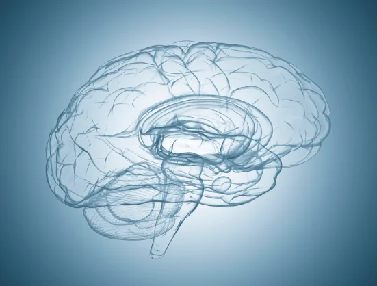 Functional neurology brain illustration representing neurological care at North Lakes Chiropractic